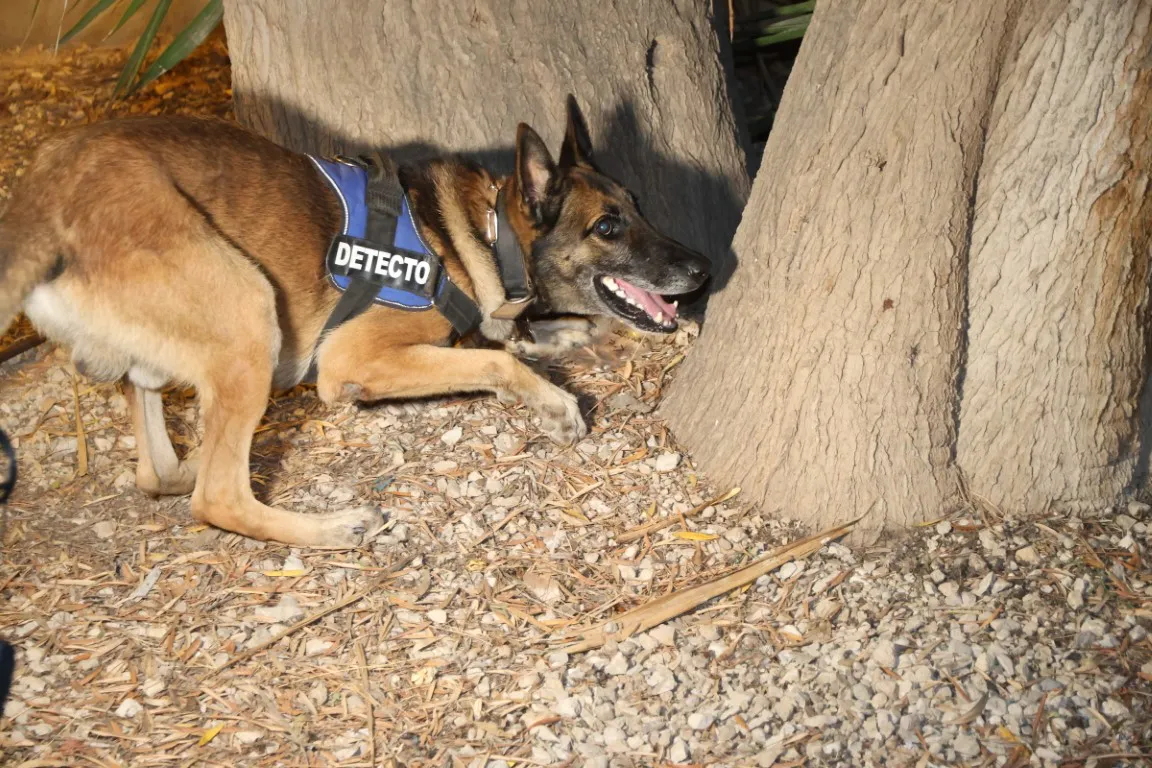 control policia local perro antidroga sant joan 2023 (4)