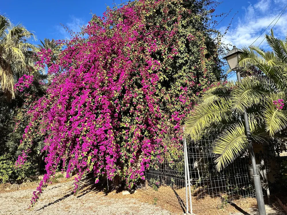 VILLA MARCO 2025 VEGETACION