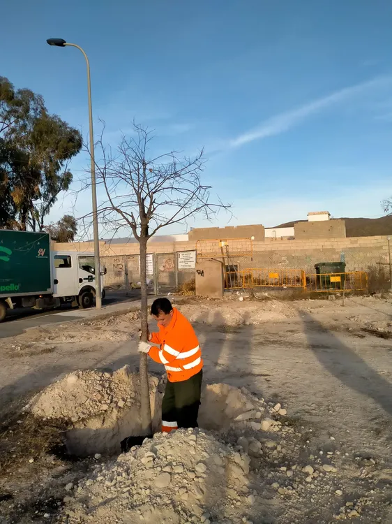 Día del Árbol campello 2024