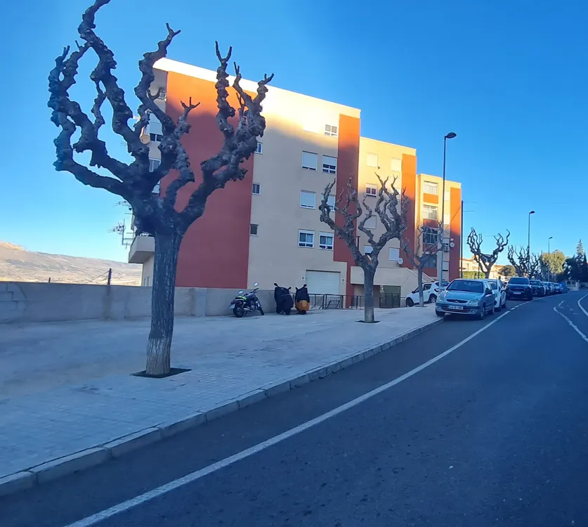 MORERAS BUSOT PODA 2025