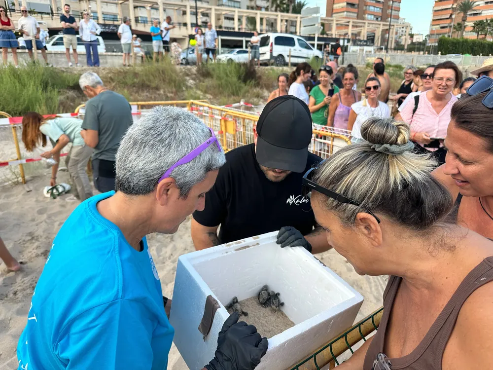 TORTUGAS CARETTA NACIDAS EN CAMPELLO LA ZOFRA 2026 FOTO 2