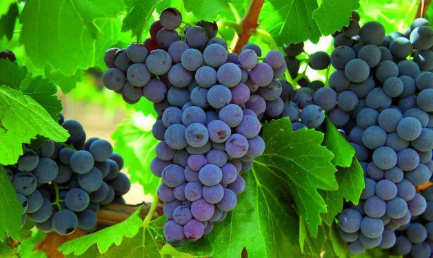vino
