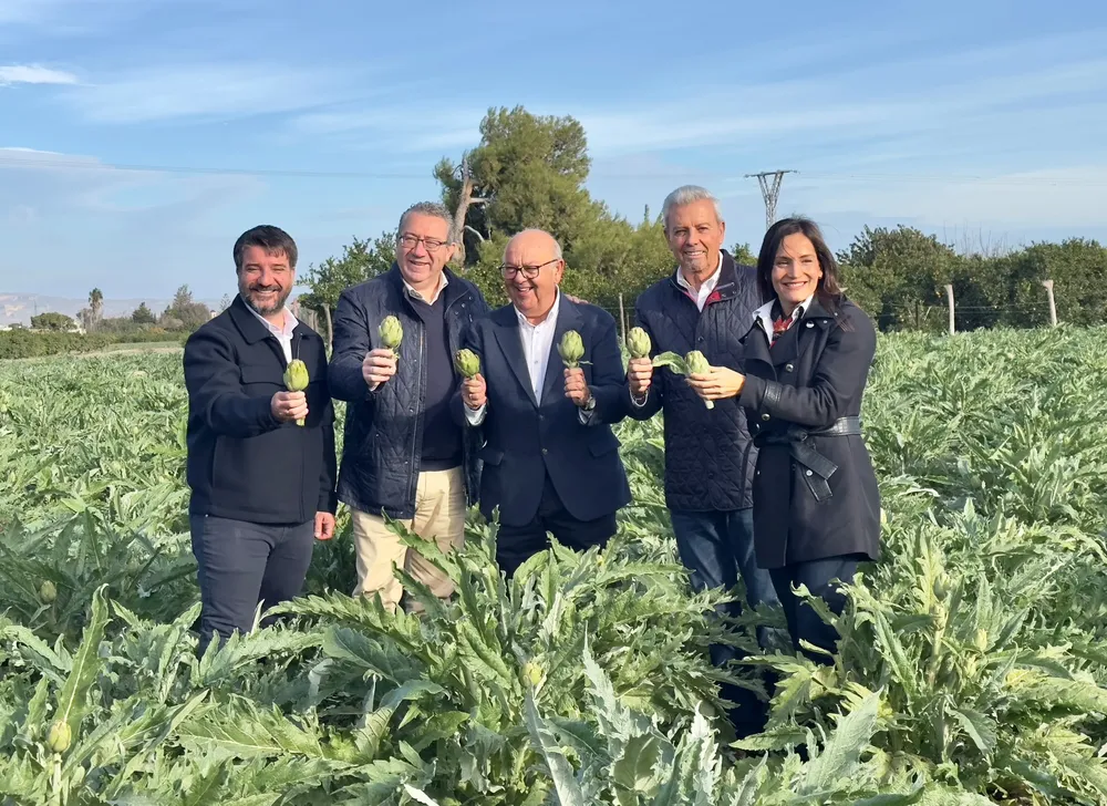 CAMPAÑA RECOLECCION ALCACHOFA DAYA NUEVA TONI PEREZ DIPUTACION 2025