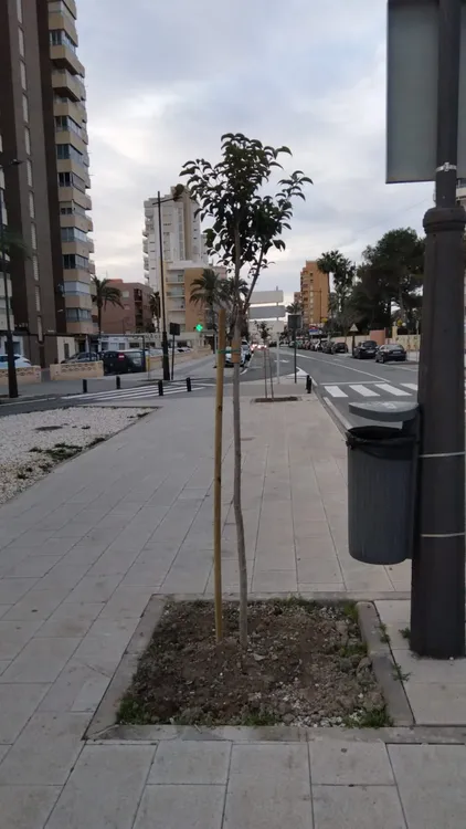 ARBOLES CALLE SAN BARTOLOME CAMPELLO  2026
