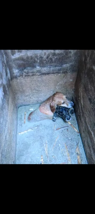PERROS RESCATADOS CAMPELLO 2025