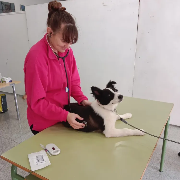 CAMPAÑA DE VACUNACION CANINA BUSOT PERRO VETERINARIO 2026