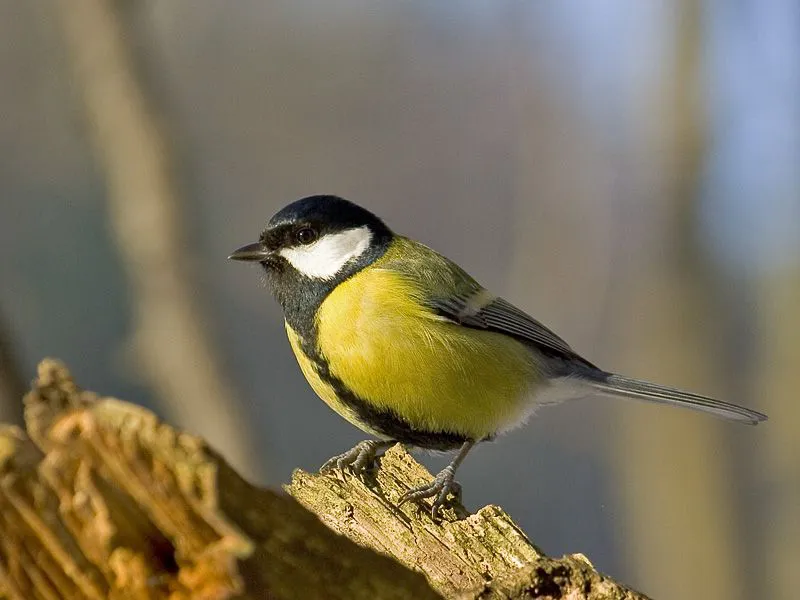 PAJARO CARBONERO 2020