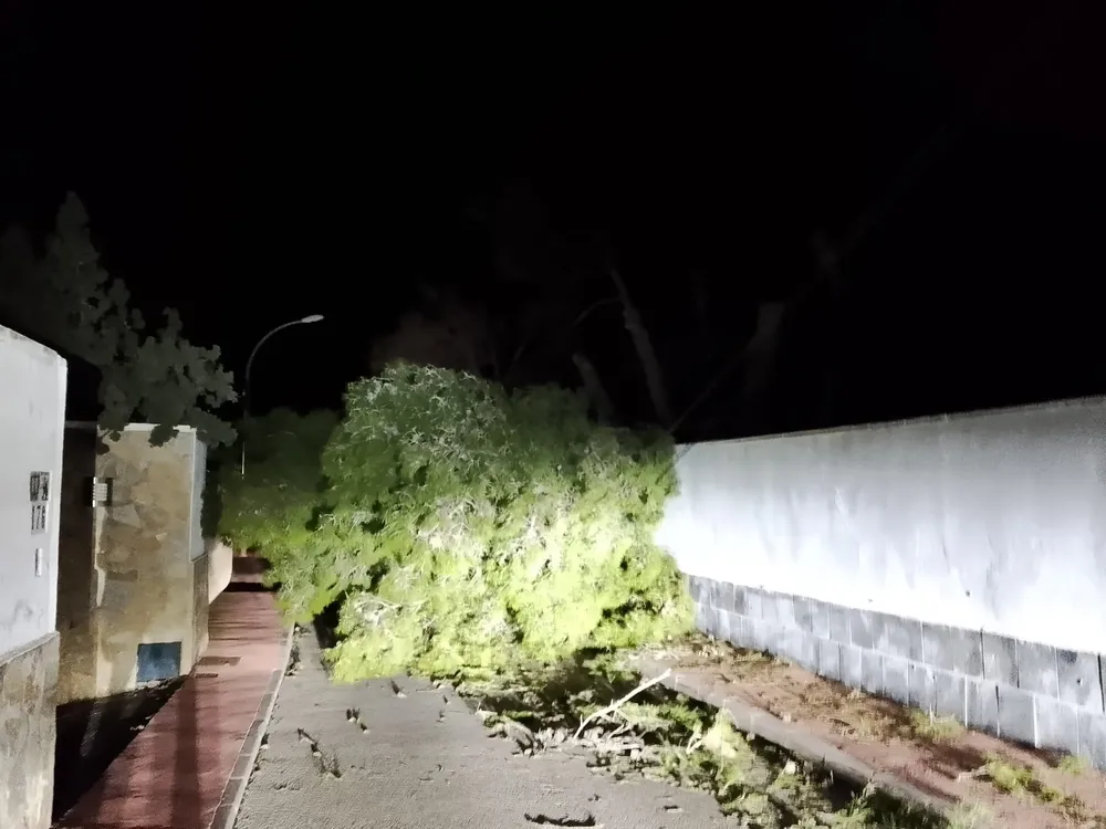 ARBOL CAIDO  BUSOT TEMPORAL FEBRERO 2026