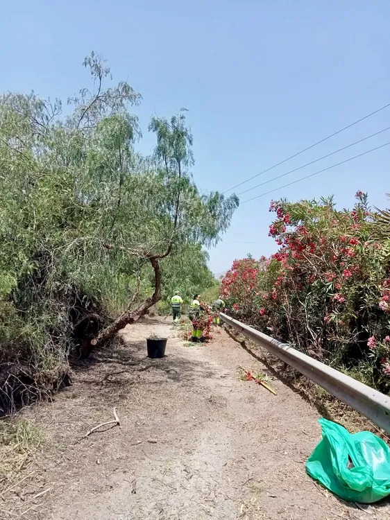 SENDA DEL JUNCARET MUTXAMEL 2025