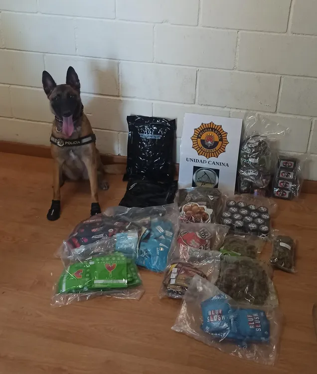 PERRA KATA ALICANTE 2024 FOTO 2