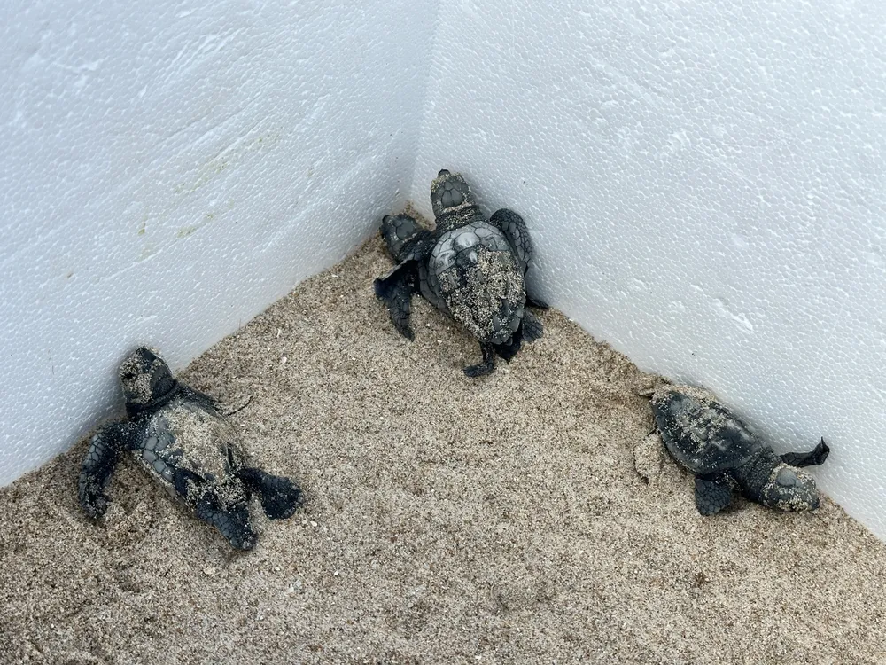 TORTUGAS CARETTA NACIDAS EN CAMPELLO LA ZOFRA 2026