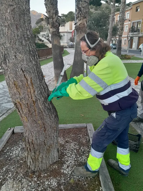 CONTROL PROCESIONARIA PINOS BUSOT 2025