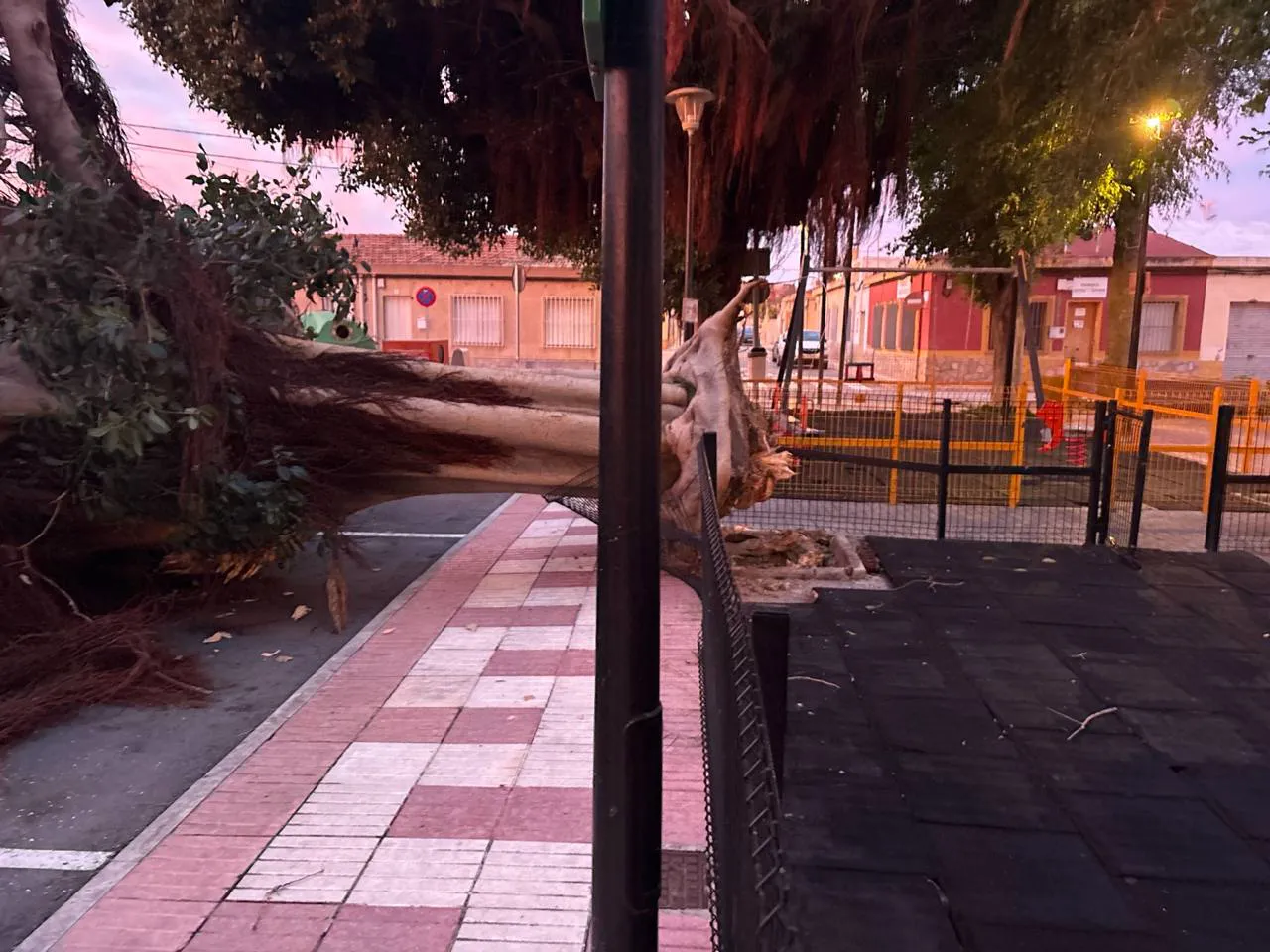 arbol tumado campello