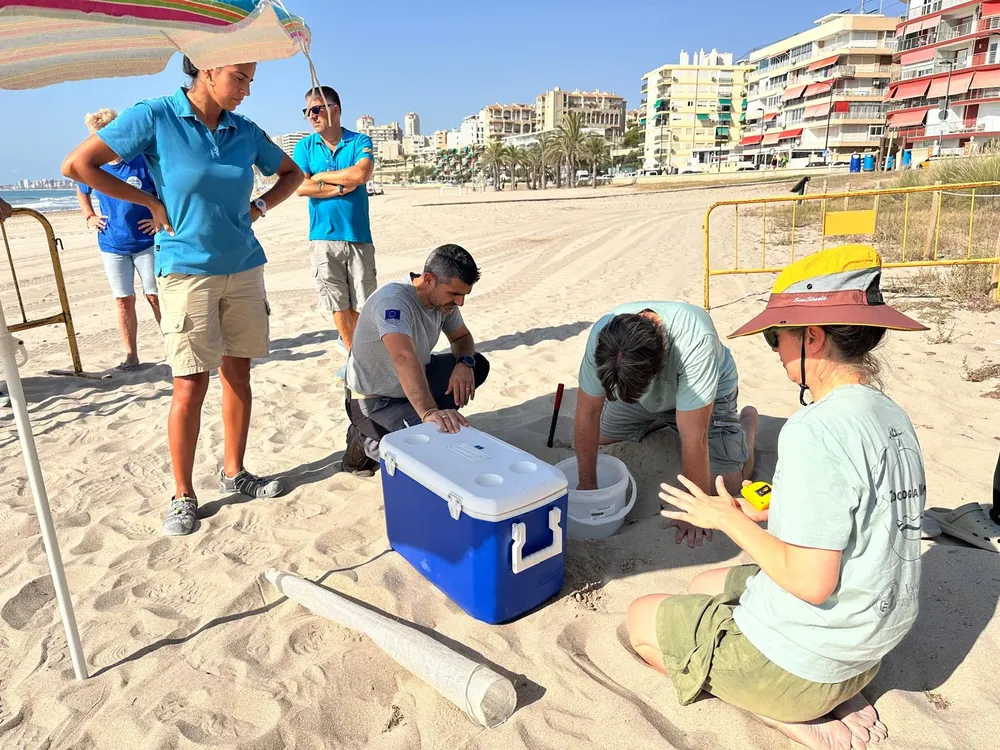 NIDOS DE TORTUGA BOBA PLAYA MUCHAVISTA CAMPELLO 2026