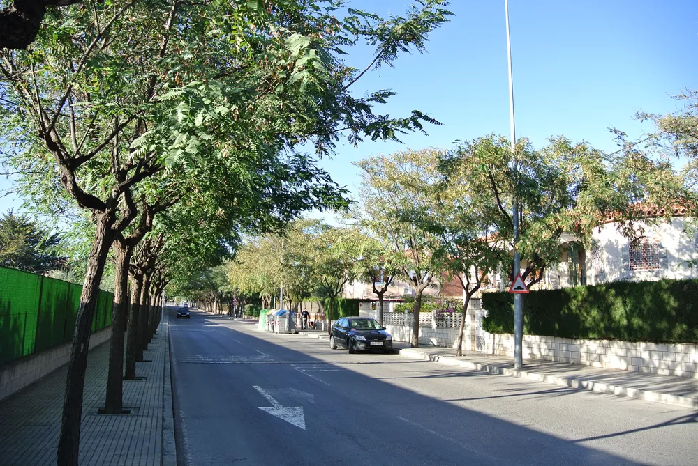 2013 FOTOS SANT JOAN LOLIBEL ENTRADA SANTA FAZ ARBOLES CALLE VELAZQUEZ (2)