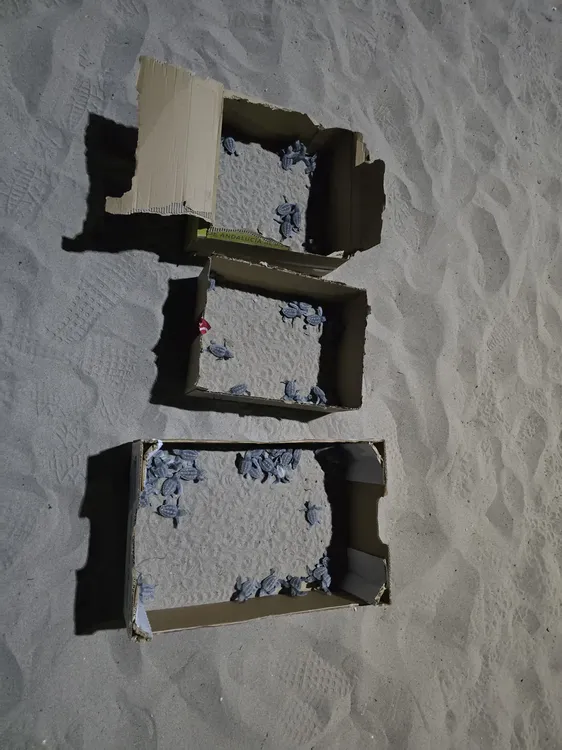 NACIMIENTO TORTUGAS CAMPELLO 2025