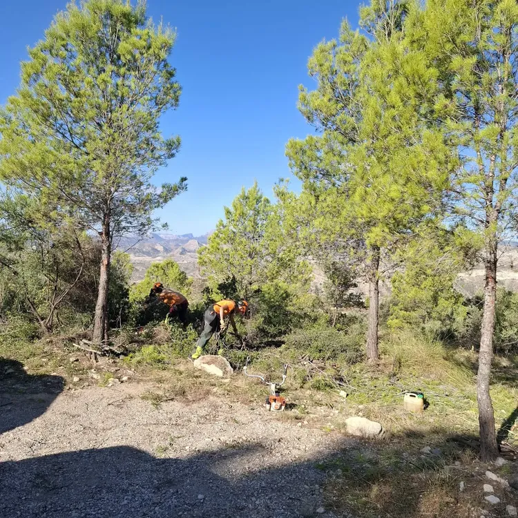 BUSOT CABECO D OR PREVENCION DE INCENDIOS 2026 MONTE