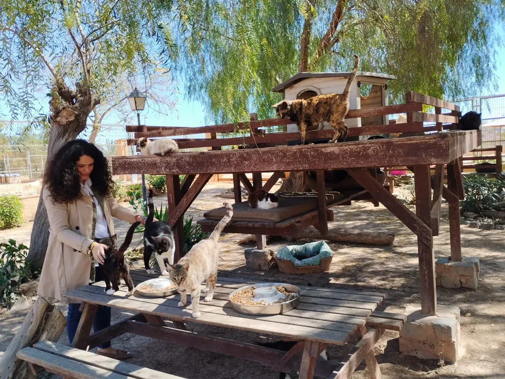 SOCIEDAD PROTECTORA DE ANIMALES CONCEJALA SANIDAD ALICANTE 2025