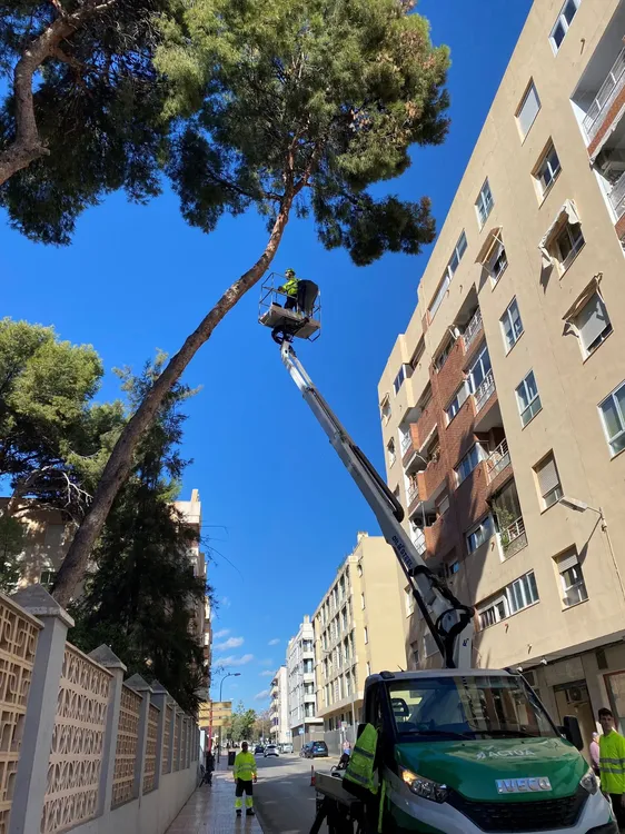 MONITORIZACION ARBOLES SANT JOAN 2024