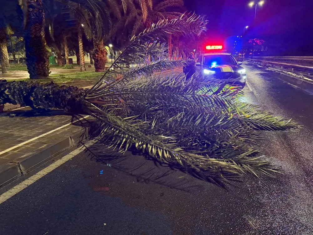 TEMPORAL VIENTO PALMERA CAIDA ALICANTE 2026
