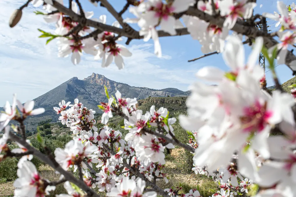ALMENDROS EN FLOR XIXONA